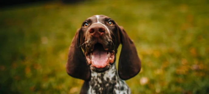 Animali in Costituzione, il 91% degli italiani dice sì